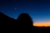 Cactus and the Moon