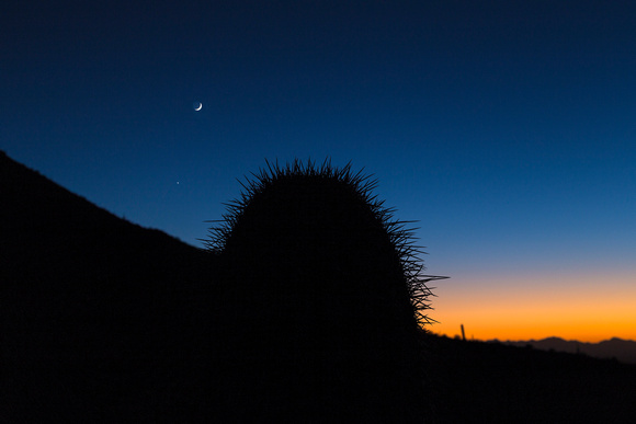Cactus and the Moon