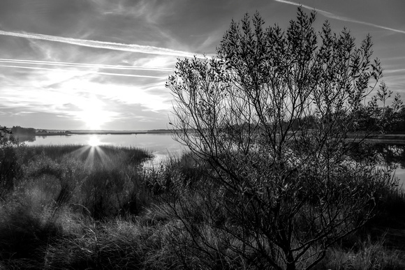 Pleasure House Point Natural Area_BW_23