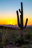 Cactus in Tucson_2